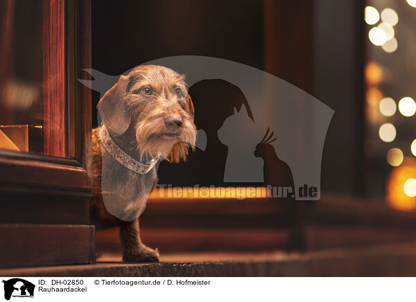 Rauhaardackel / wire-haired dachshund / DH-02850