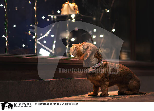 Rauhaardackel / wire-haired dachshund / DH-02855