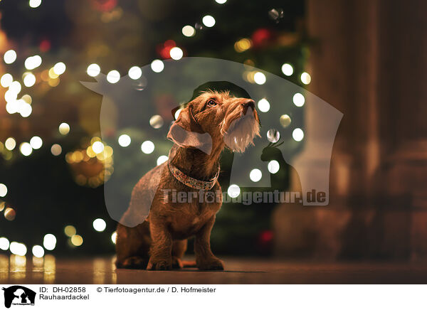 Rauhaardackel / wire-haired dachshund / DH-02858