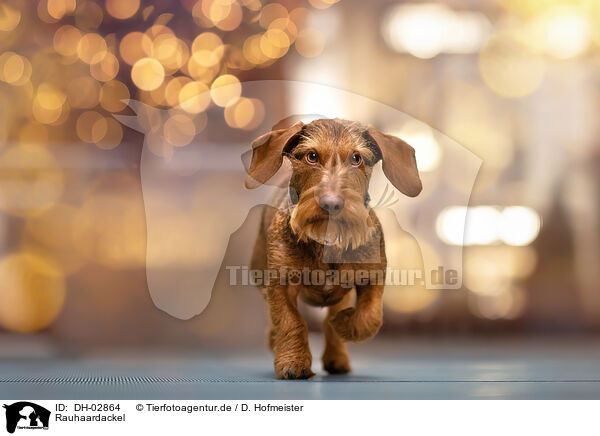 Rauhaardackel / wire-haired dachshund / DH-02864