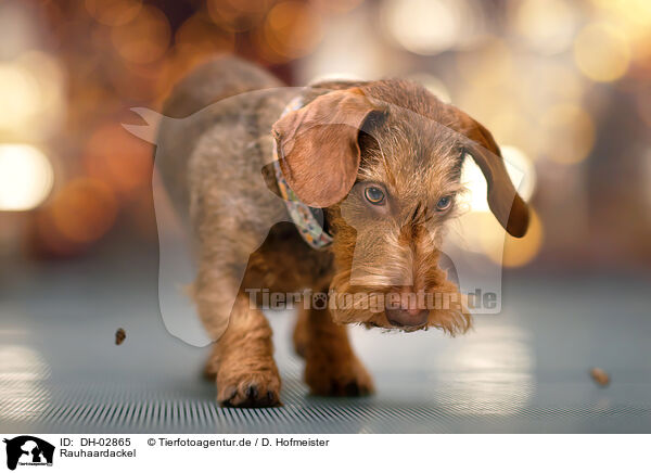 Rauhaardackel / wire-haired dachshund / DH-02865