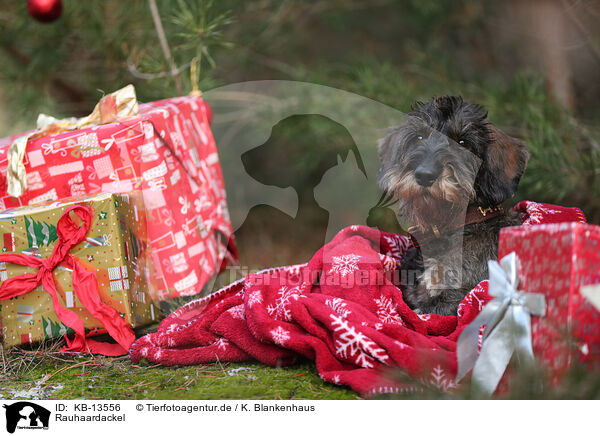 Rauhaardackel / wirehaired Dachshund / KB-13556