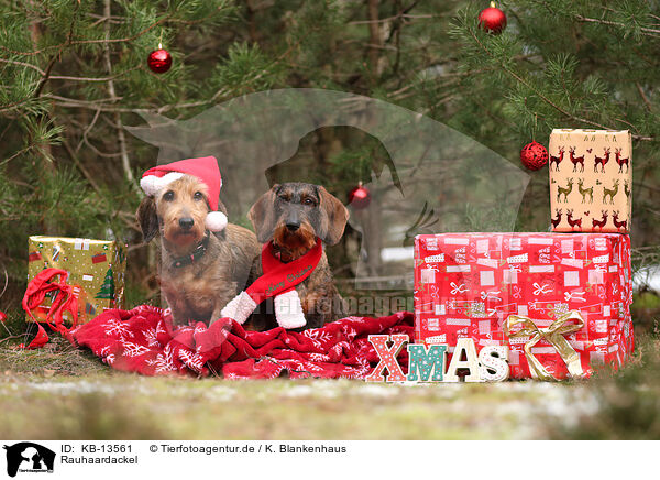 Rauhaardackel / wirehaired Dachshund / KB-13561