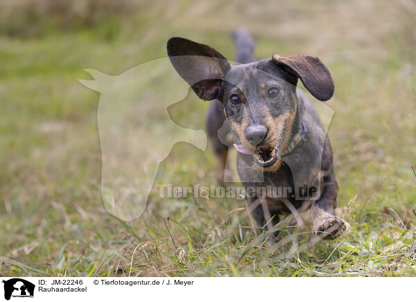 Rauhaardackel / wirehaired Dachshund / JM-22246