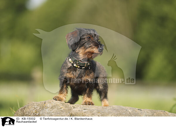 Rauhaardackel / wirehaired Dachshund / KB-15002