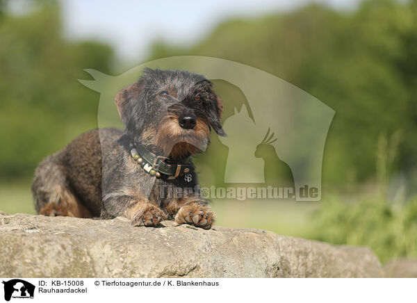 Rauhaardackel / wirehaired Dachshund / KB-15008