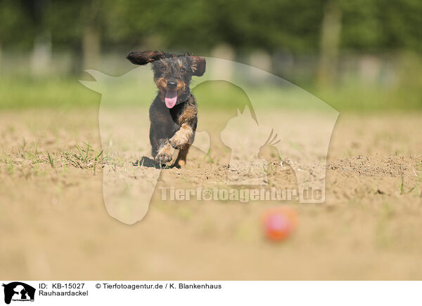 Rauhaardackel / wirehaired Dachshund / KB-15027