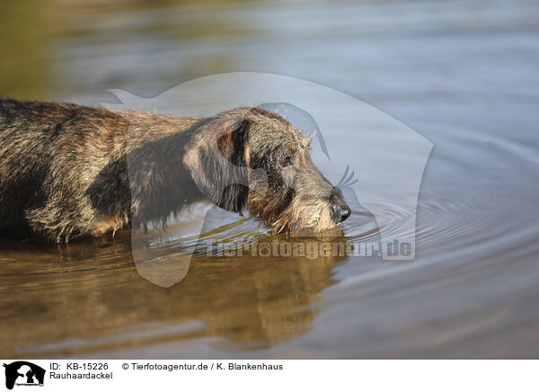 Rauhaardackel / wirehaired Dachshund / KB-15226