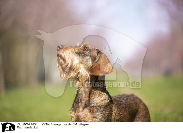 Rauhaardackel / wirehaired Dachshund / MW-29831