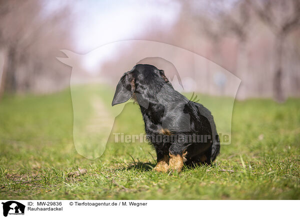 Rauhaardackel / wirehaired Dachshund / MW-29836