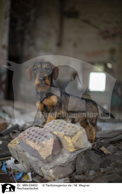 Rauhaardackel / wirehaired Dachshund / MW-29862