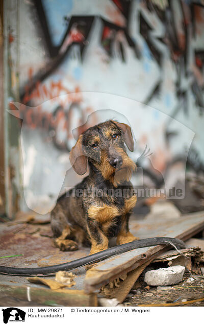 Rauhaardackel / wirehaired Dachshund / MW-29871