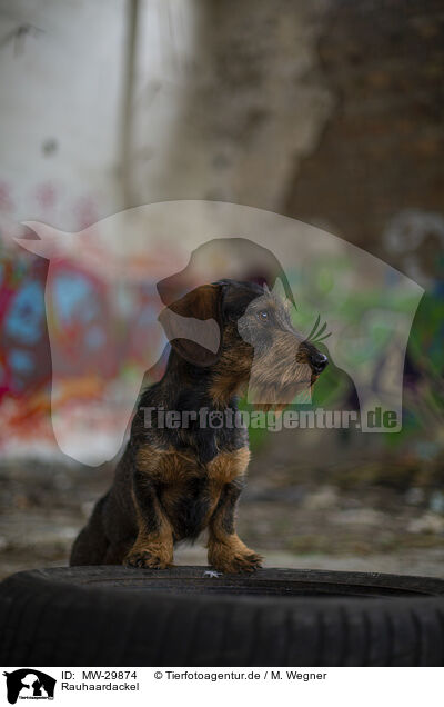 Rauhaardackel / wirehaired Dachshund / MW-29874