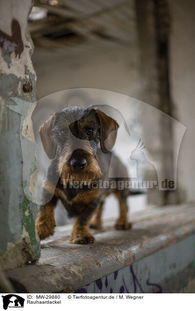 Rauhaardackel / wirehaired Dachshund / MW-29880