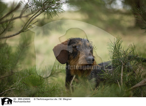 Rauhaardackel / MW-29889