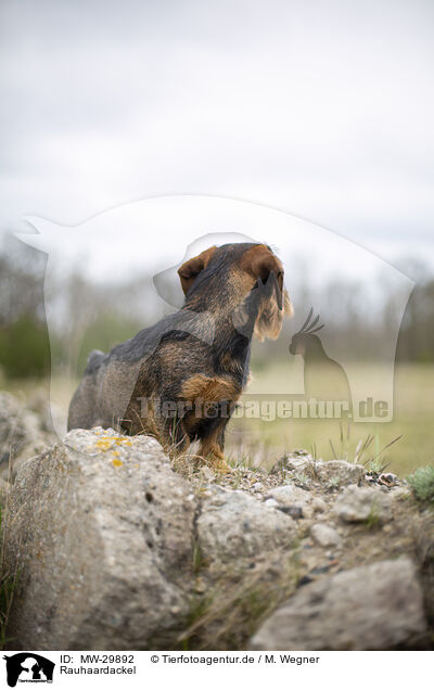 Rauhaardackel / wirehaired Dachshund / MW-29892