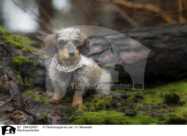 Rauhaardackel / wirehaired Dachshund / UM-02697