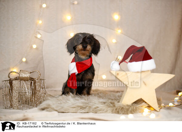 Rauhaardackel in Weihnachtsdeko / wirehaired Dachshund in christmas decoration / KB-17162