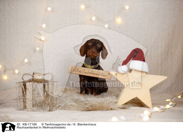 Rauhaardackel in Weihnachtsdeko / wirehaired Dachshund in christmas decoration / KB-17166