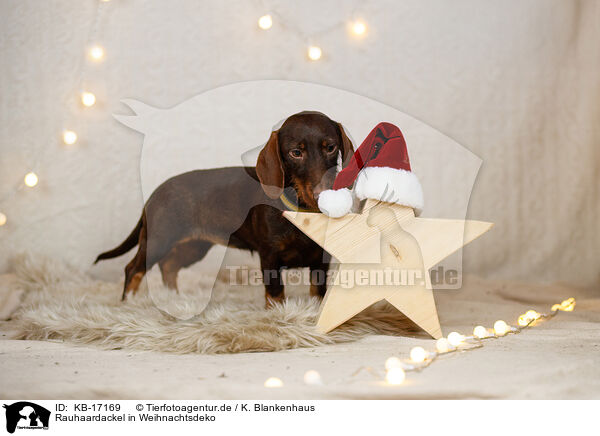 Rauhaardackel in Weihnachtsdeko / KB-17169