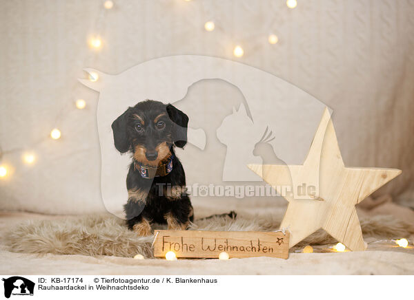 Rauhaardackel in Weihnachtsdeko / wirehaired Dachshund in christmas decoration / KB-17174