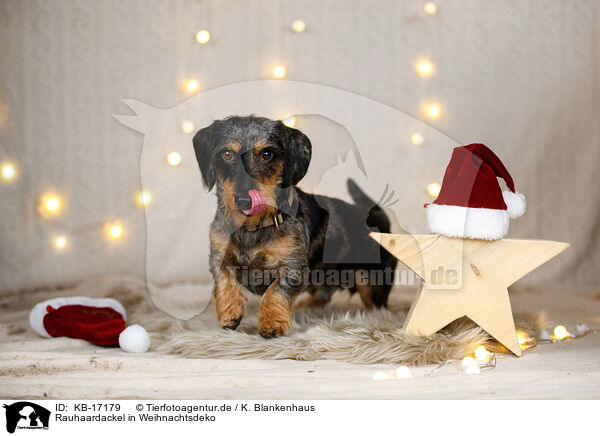Rauhaardackel in Weihnachtsdeko / wirehaired Dachshund in christmas decoration / KB-17179