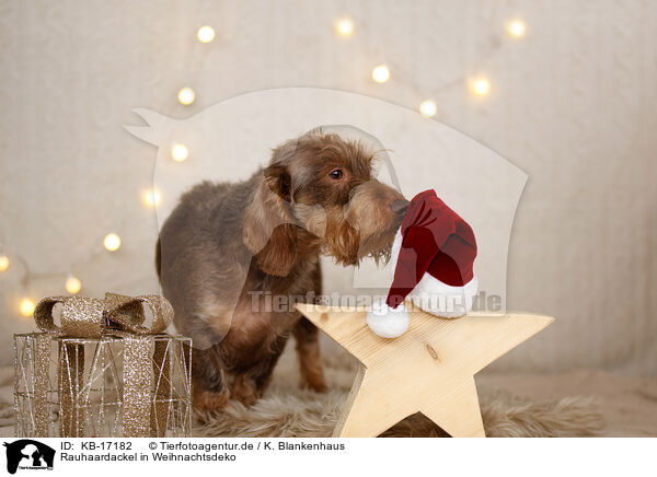 Rauhaardackel in Weihnachtsdeko / wirehaired Dachshund in christmas decoration / KB-17182