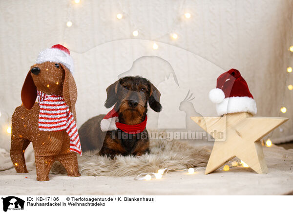 Rauhaardackel in Weihnachtsdeko / wirehaired Dachshund in christmas decoration / KB-17186