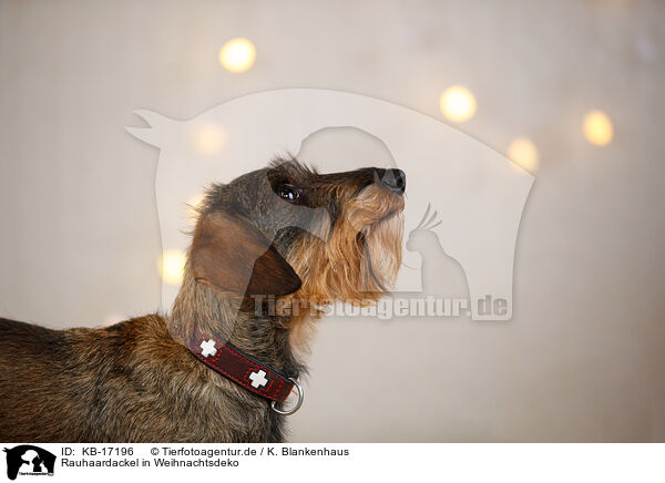 Rauhaardackel in Weihnachtsdeko / wirehaired Dachshund in christmas decoration / KB-17196