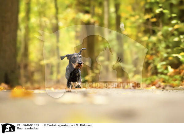 Rauhaardackel / wirehaired Dachshund / SAB-01339