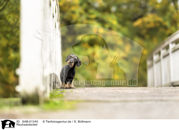 Rauhaardackel / wirehaired Dachshund / SAB-01340