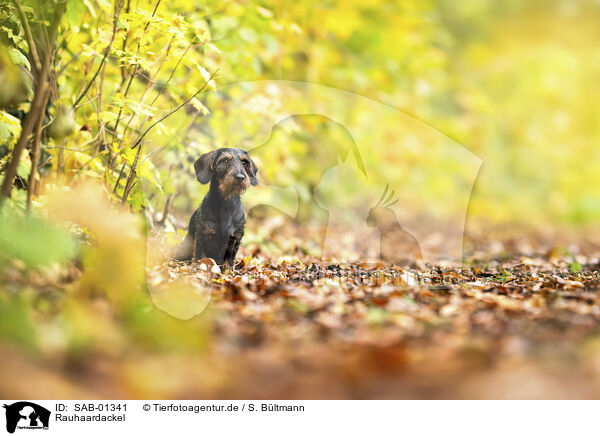 Rauhaardackel / wirehaired Dachshund / SAB-01341
