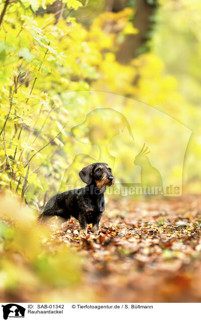 Rauhaardackel / wirehaired Dachshund / SAB-01342