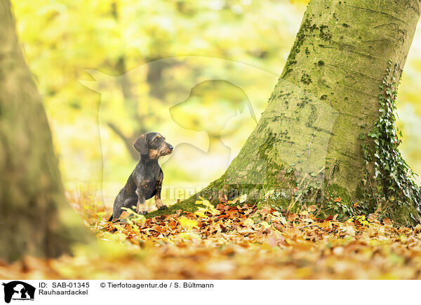 Rauhaardackel / wirehaired Dachshund / SAB-01345