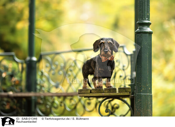 Rauhaardackel / wirehaired Dachshund / SAB-01346
