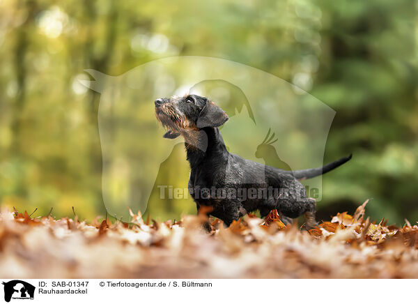 Rauhaardackel / wirehaired Dachshund / SAB-01347