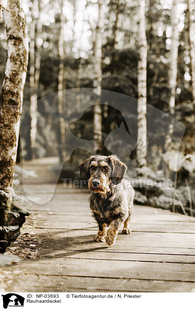 Rauhaardackel / wirehaired Dachshund / NP-03693
