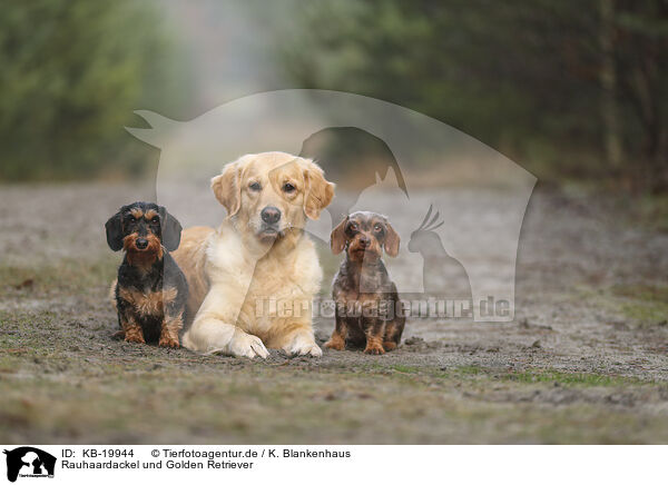 Rauhaardackel und Golden Retriever / wirehaired Dachshund and Golden Retriever / KB-19944