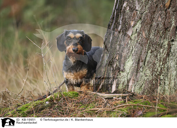 Rauhaardackel / wirehaired Dachshund / KB-19951