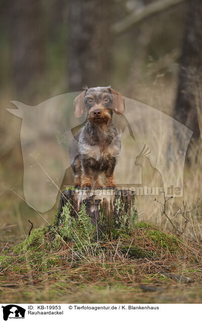 Rauhaardackel / wirehaired Dachshund / KB-19953