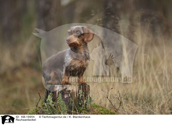 Rauhaardackel / wirehaired Dachshund / KB-19954