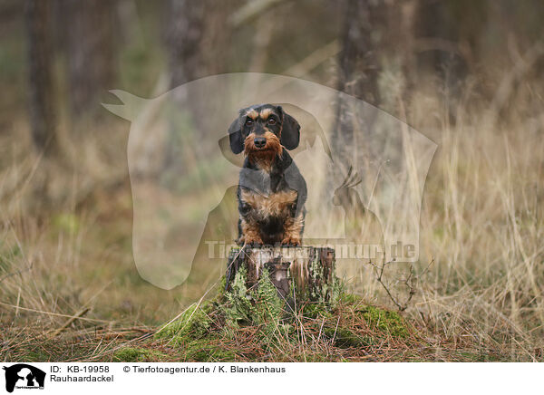 Rauhaardackel / wirehaired Dachshund / KB-19958