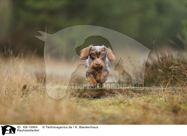 Rauhaardackel / wirehaired Dachshund / KB-19964