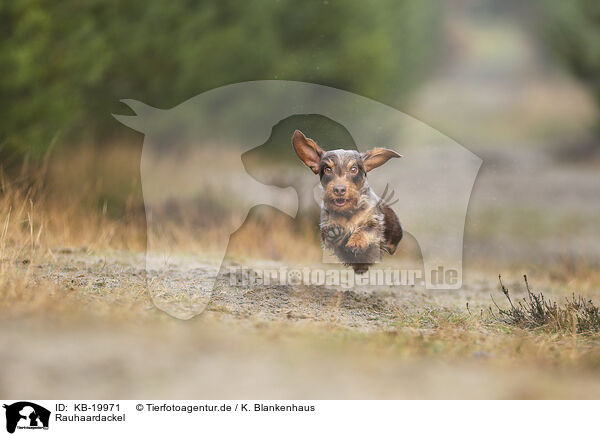 Rauhaardackel / wirehaired Dachshund / KB-19971
