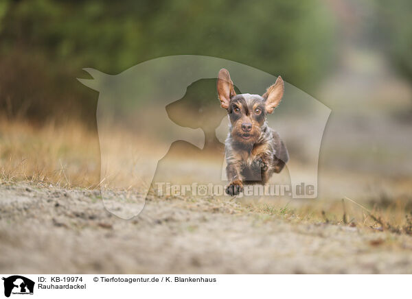 Rauhaardackel / wirehaired Dachshund / KB-19974