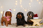 Rauhaardackel in Weihnachtsdeko