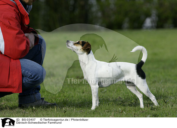 Dnisch-Schwedischer Farmhund / BS-03407