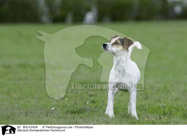 Dnisch-Schwedischer Farmhund / BS-03408