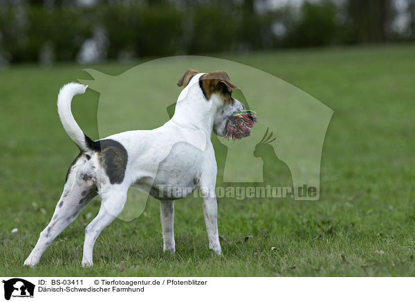Dnisch-Schwedischer Farmhund / BS-03411