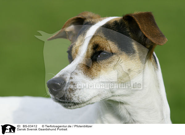 Dansk Svensk Gaardshund Portrait / Dansk Svensk Gaardshund Portrait / BS-03412